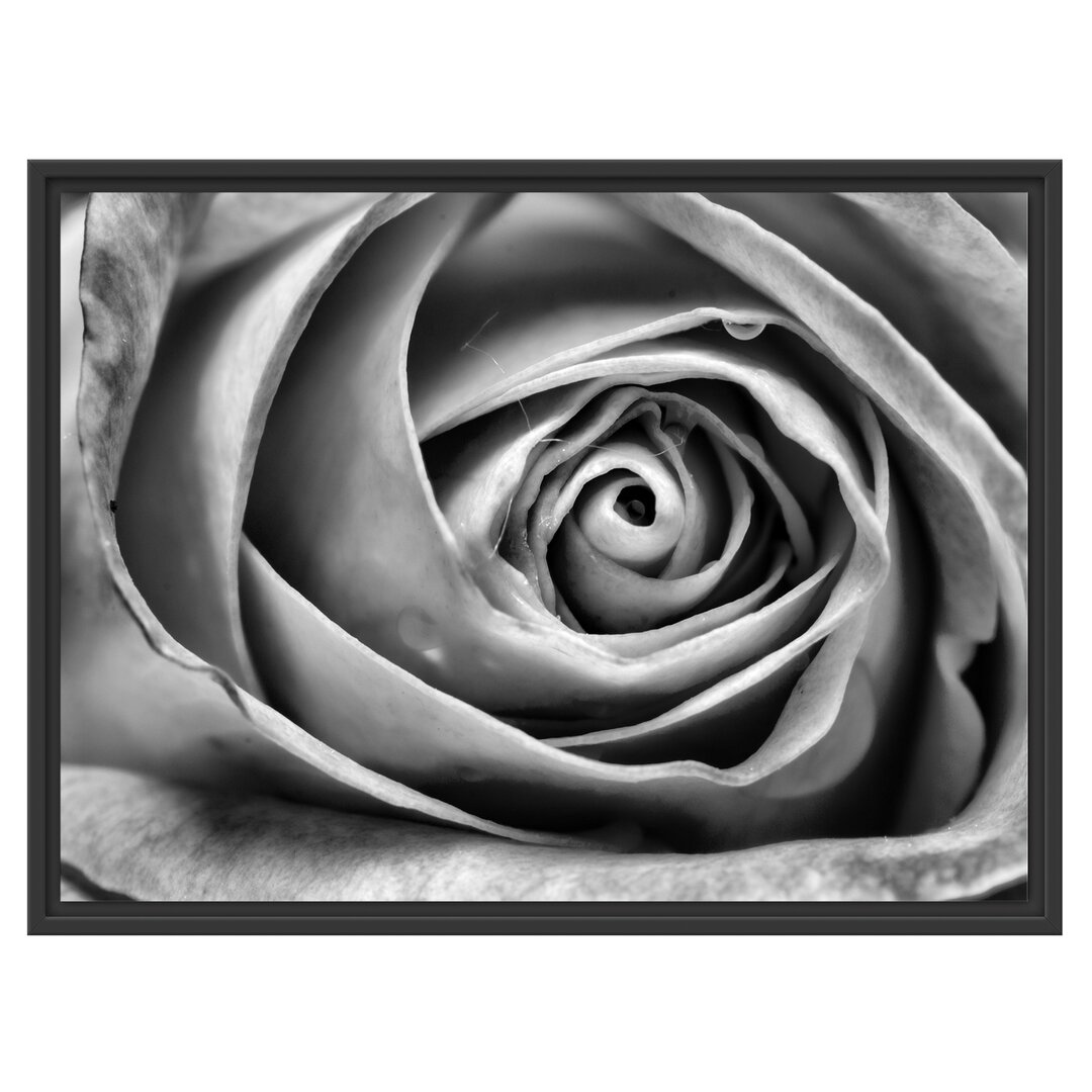 Gerahmtes Wandbild Anmutige gelbe geschlossene Rose