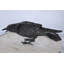Corbeau à la recherche de nourriture élégante statue en bronze - Design complexe, superbe décoration intérieure, L 24 po x l 6 po x H 12 po