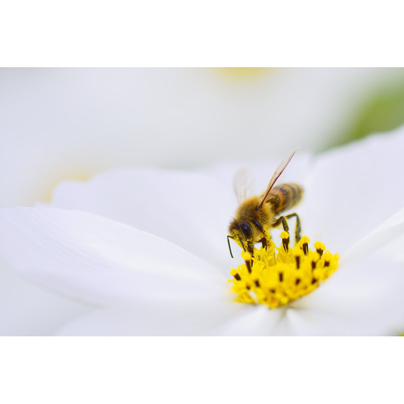 Honey Bee - Wrapped Canvas Print, 81cm H x 122cm W x 3.8cm D