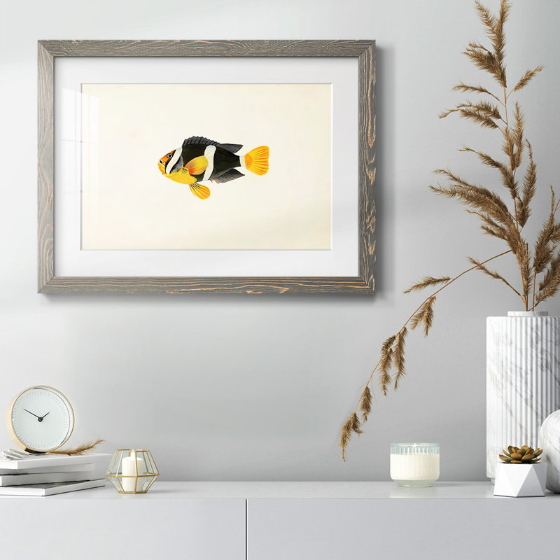 Collection de poissons tropicaux II, H 28 po x l 42 po, Gris