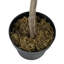 Figuier figuier en pot-374972620