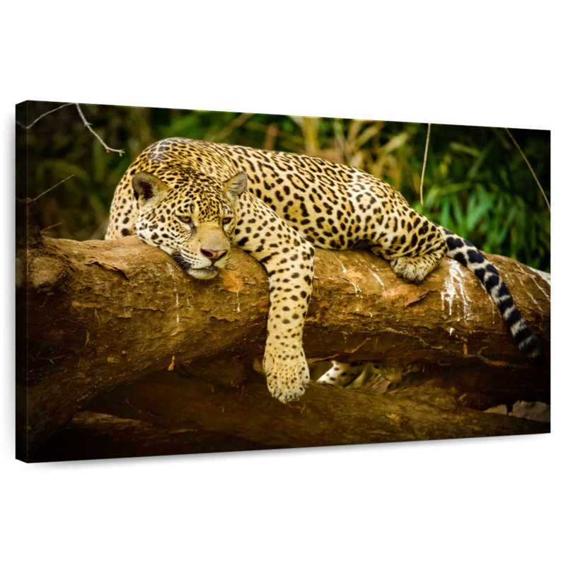 Brampt Pantanal Jaguar, H 16 po x l 24 po