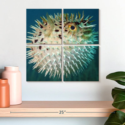 Brampt Puffer Fish