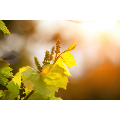 Grape Twig Against The Sky In The Sun by Raw - Wrapped Canvas Print
