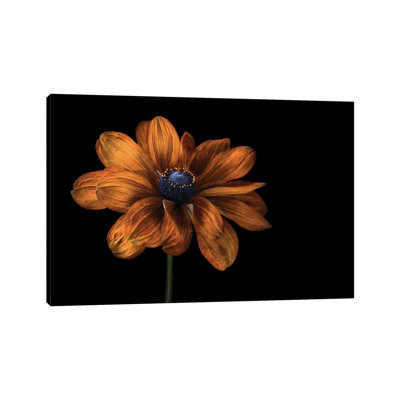 Rudbeckia by Mandy Disher - Wrapped Canvas Print