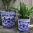 Blue Garden and Camelia Garden Planter-1923438419