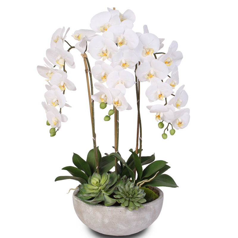 Orchids Arrangement in Vase
