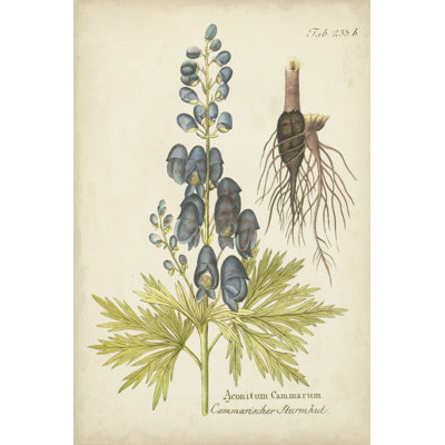 Eloquent Botanical II by Vision Studio - Wrapped Canvas Graphic Art