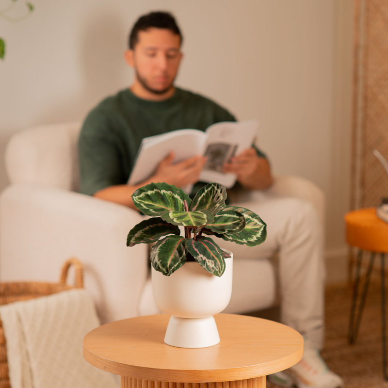 Calathea in Ceramic Planter