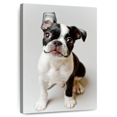 Smiling Boston Terrier
