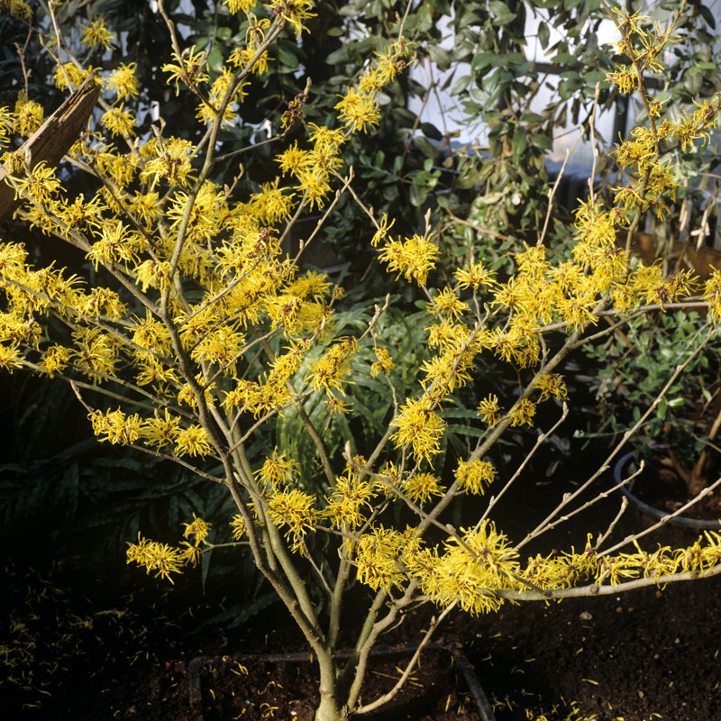 Hamamélis, Hamamelis - photographie sur toile tendue, L 30 po x H 30 po