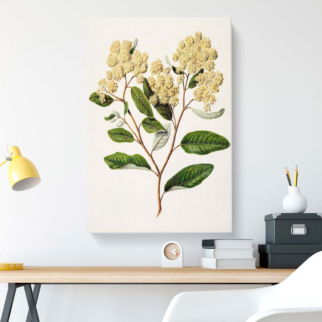 Kumarahou Flowers by Sarah Featon - Wrapped Canvas