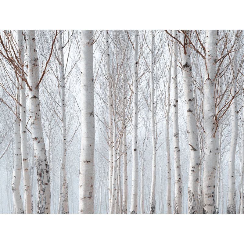«Quiet Winter Birch Trunks», art mural sur toile tendue, H 30 po x l 40 po