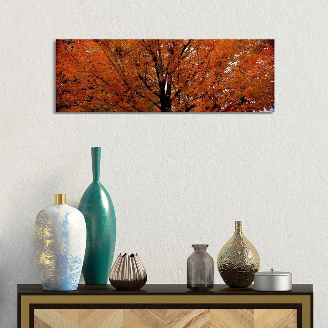 Ahornbaum im HerbstVermont, USA von Panoramic Images - Panoramic Gallery-Wrapped Canvas Giclée on Canvas