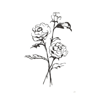 Line Ranunculus I
