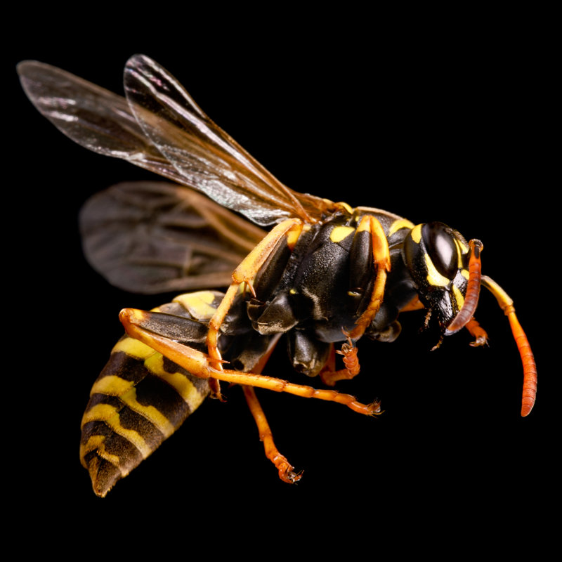 Carnspindle Wasp - Wrapped Canvas Print, 122cm H x 122cm W x 3.8cm D