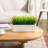 Fake Grass Plants In Cement Window Box