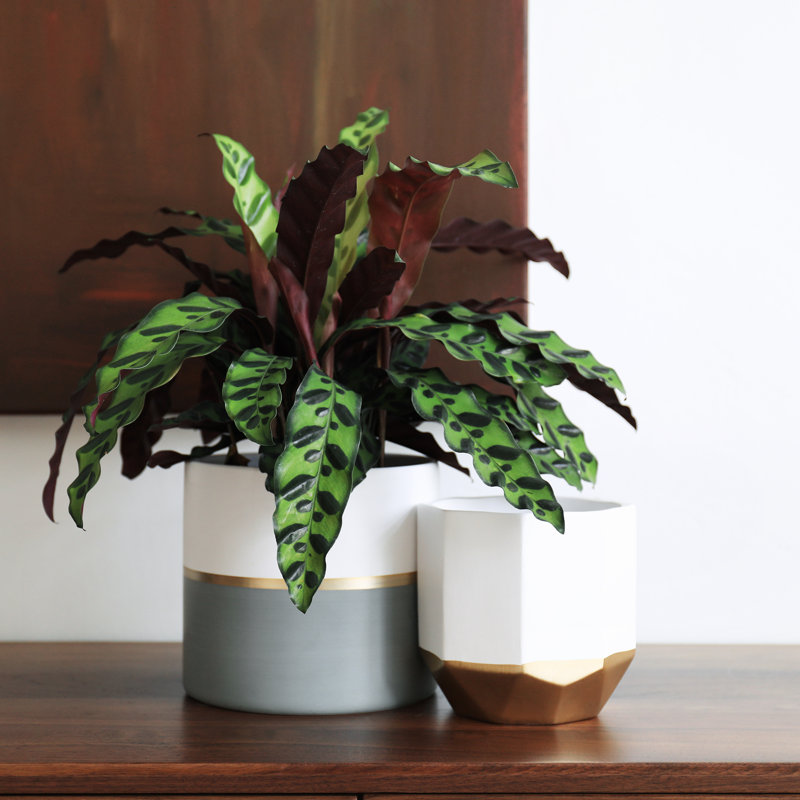 Chanko Ceramic Pot Planter, White