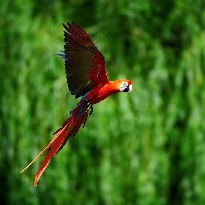 Scarlet Macaw in Flight by Freder