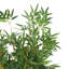 Arbre artificiel à feuilles et Cole Cole Grey-1122949464-1122949446