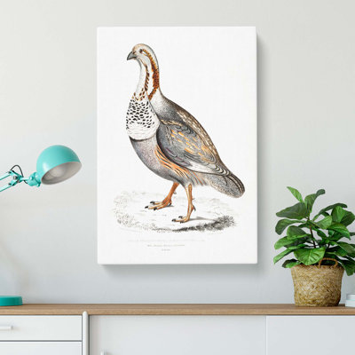 Pheasant Grouse Illustration by John Edward Gray - Wrapped Canvas