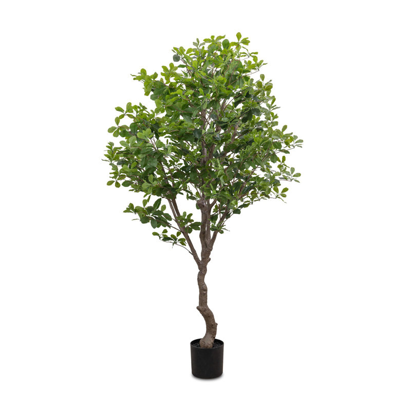 Faux Aralia Faux Foliage Tree in Pot, 75" H x 47" W