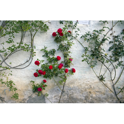 Roses sur un mur blanc par Ekely