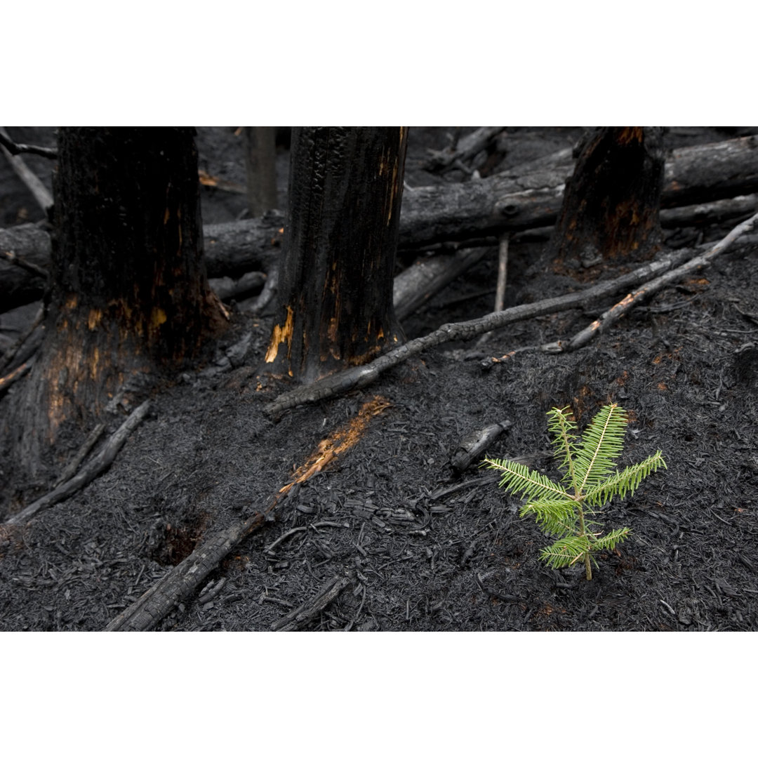 Baum wächst nach Waldbrand