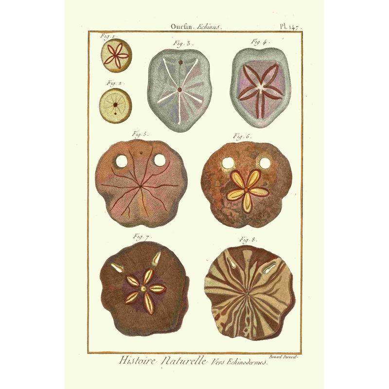 Sand Dollars II, H 18 po x l 12 po