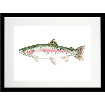 " Rainbow Trout " by Ed Capeau