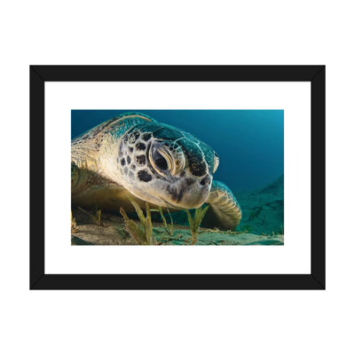 " Gaze " Print