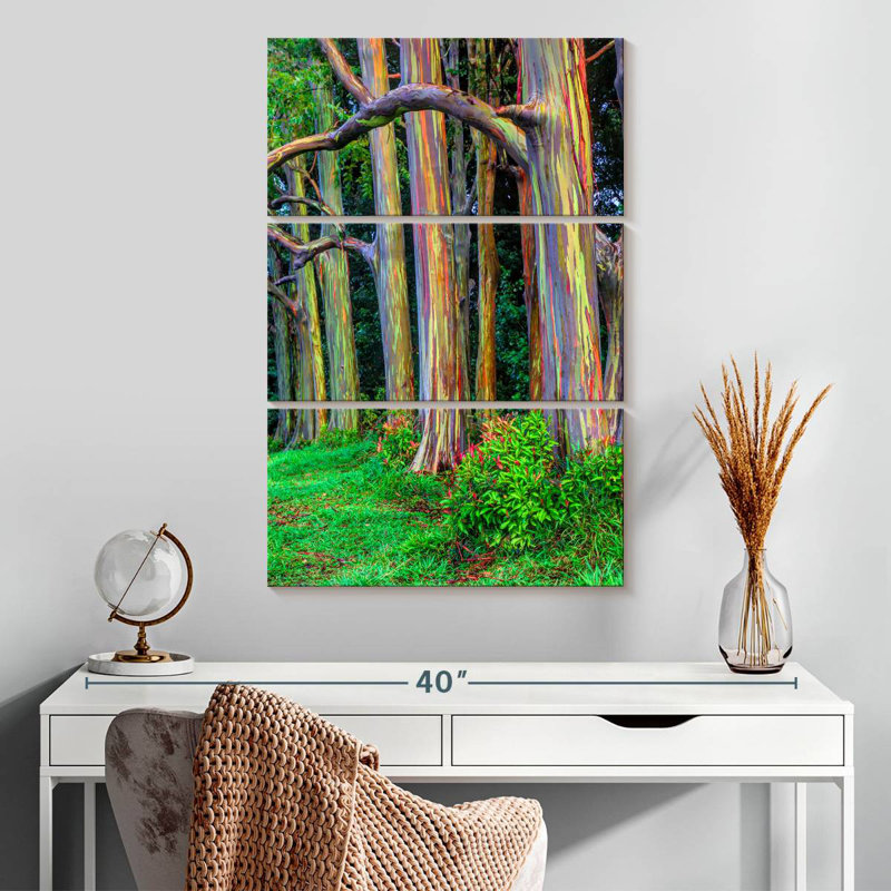 Maui Rainbow Eucalyptus Trees, H 32" x l 20"