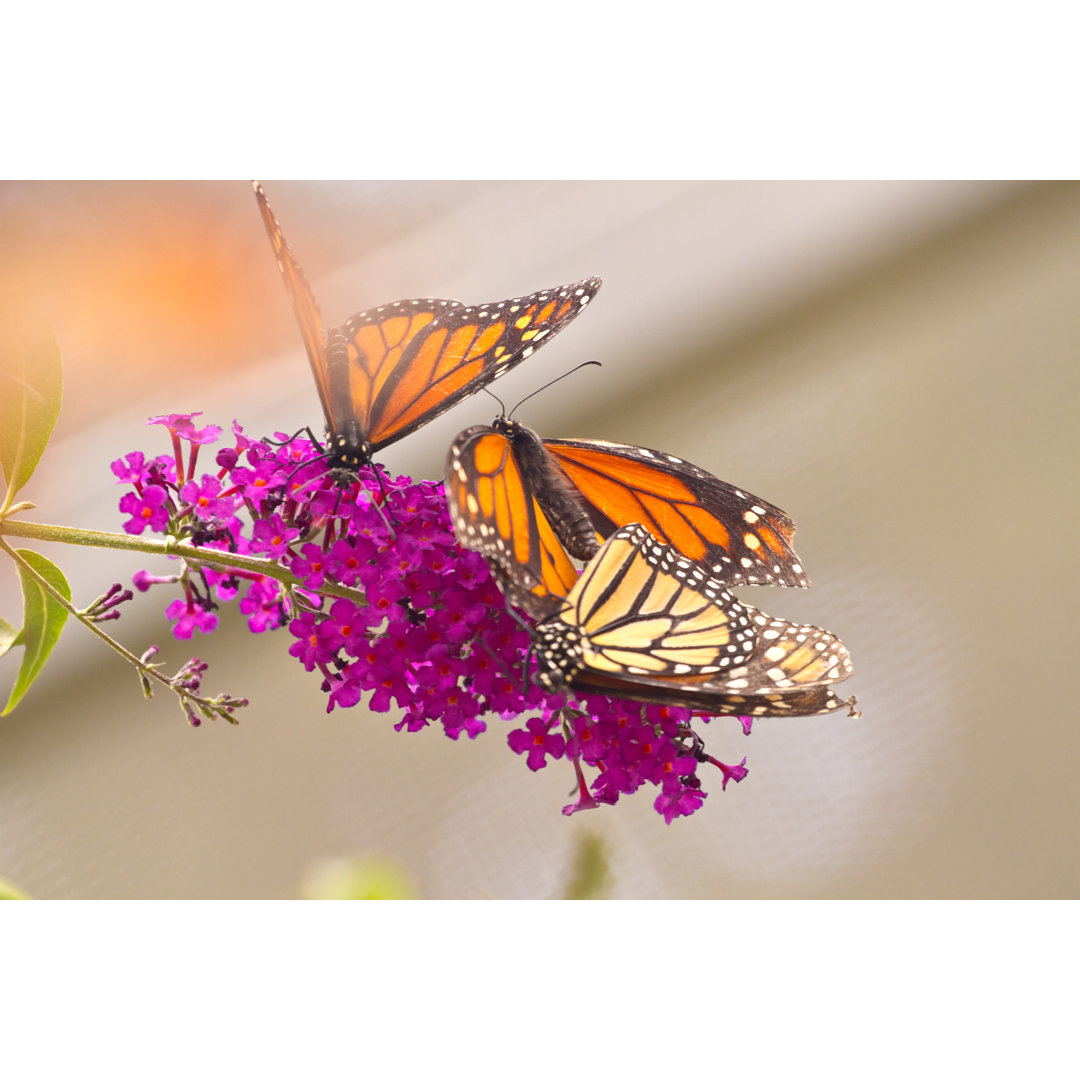 Schmetterling sucht Pollen auf einer Blume in der Nähe eines Parks by FrozenShutter - No Frame Print on Canvas