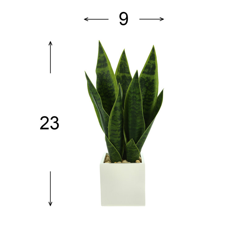 Classic Snake Plant in Fiberstone Pot