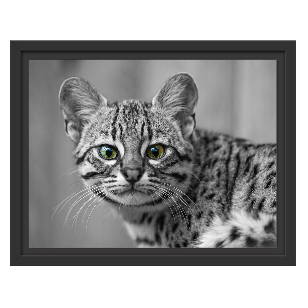 Gerahmtes Wandbild kleine Bengalkatze