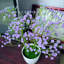 Arrangement floral Baby's Breath-1070477548-1070477539