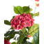 Artificial Plant Safra 120 cm Red