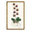 Orchid I Print