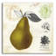 Art mural épique «Pear Notes» par Studio Mousseau, art mural en verre acrylique, 36 po x 36 po-1448525954