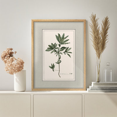 Botanical Herb Framed Wall Art Prints - Minimal Green Plant for Kitchen Dining Room