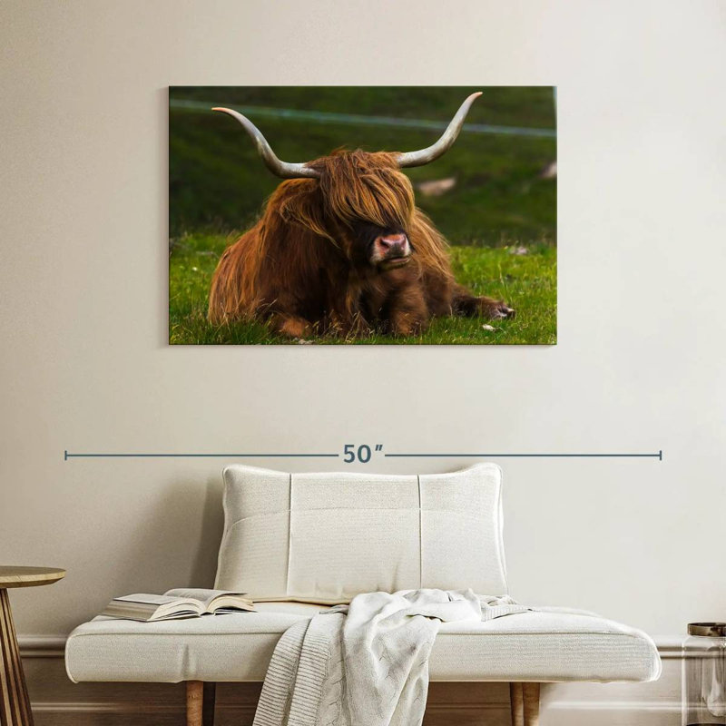 Vache Highland sur herbe, H 26 po x l 39 po
