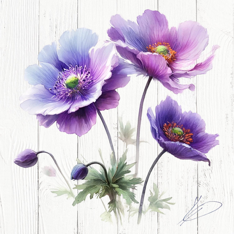 Anémones mauves, H 20 po x l 20 po