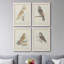 Toile encadrée de qualité supérieure Barn Owl - prête à être accrochée-472605959-472606012