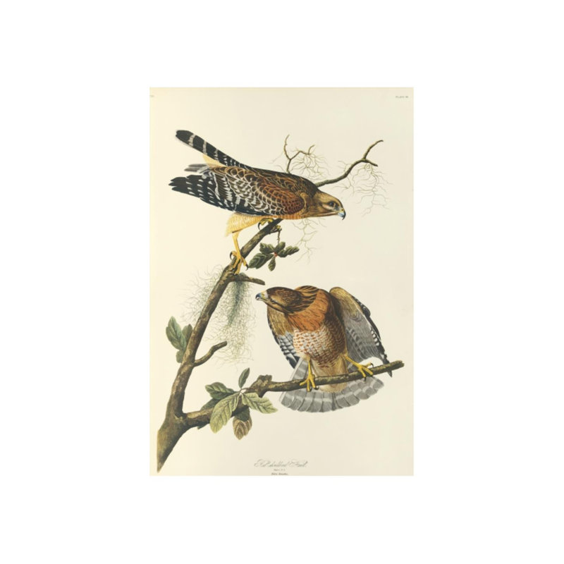 Red Shouldered Hawk Print by James Audubon