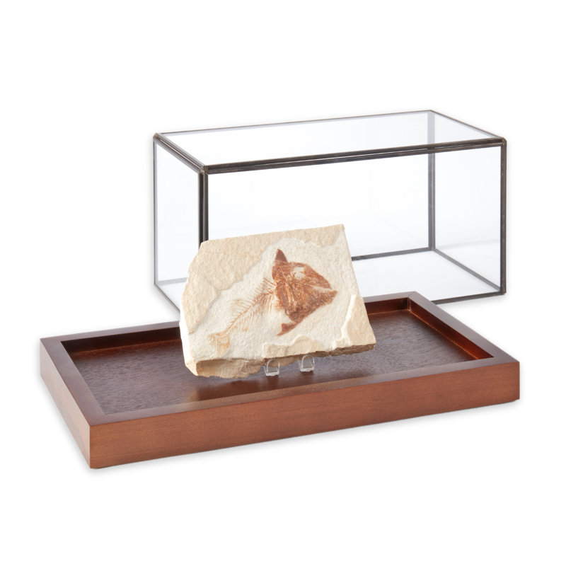 Display Case,  5.75" H x 11" W x 6" D