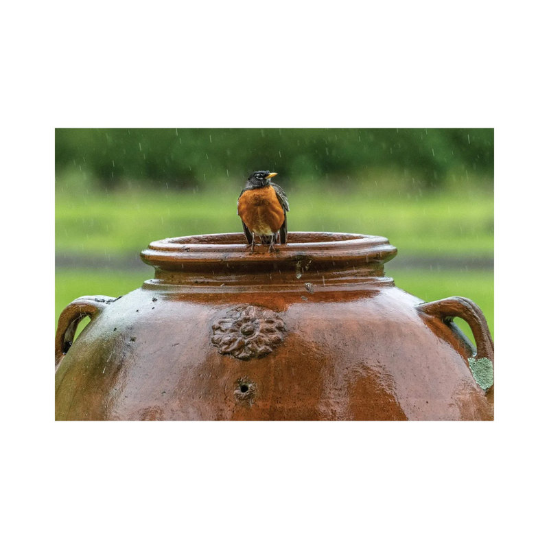 Robin On A Pot by David Gardiner - Wrapped Canvas Print, 30.48cm H x  45.72cm W