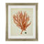 Antique Corals, ensemble de 6 reproductions encadrées