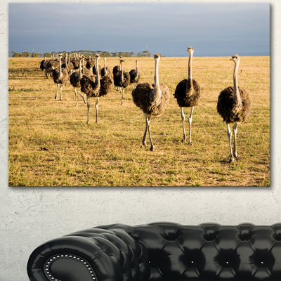 " Ostriches Walking In South Africa "
