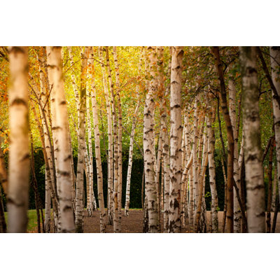 Birch Trees 1 Piece Wrapped Canvas Wall Art
