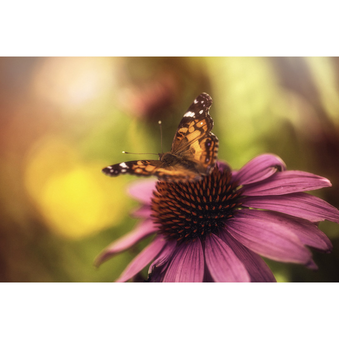 Wunderschöne Echinacea Coneflower mit Schmetterling von CatLane - Drucken